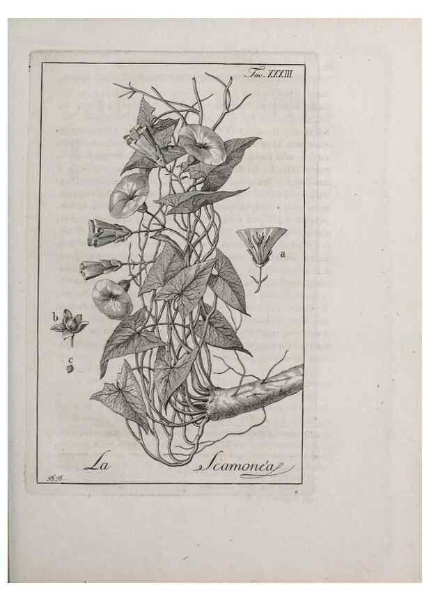 Reproducción/Reproduction 46558748424: Storia delle piante forastiere le più importanti nell'uso medico, od economico /. Milano :Nella stamperia di Giuseppe Marelli,1791-1794.. 