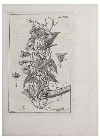 Reproducción/Reproduction 46558748424: Storia delle piante forastiere le più importanti nell'uso medico, od economico /. Milano :Nella stamperia di Giuseppe Marelli,1791-1794.. 