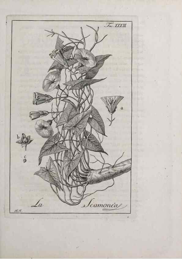 Reproducción/Reproduction 46558748424: Storia delle piante forastiere le più importanti nell'uso medico, od economico /. Milano :Nella stamperia di Giuseppe Marelli,1791-1794.. 
