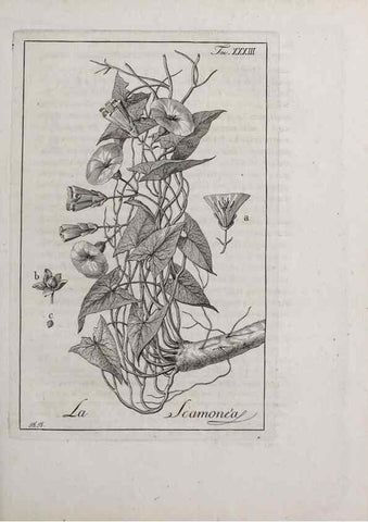 Reproducción/Reproduction 46558748424: Storia delle piante forastiere le più importanti nell'uso medico, od economico /. Milano :Nella stamperia di Giuseppe Marelli,1791-1794.. 