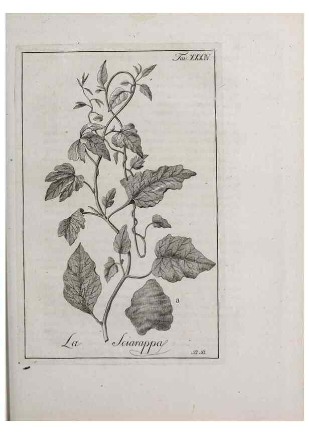 Reproducción/Reproduction 40317313193: Storia delle piante forastiere le più importanti nell'uso medico, od economico /. Milano :Nella stamperia di Giuseppe Marelli,1791-1794.. 