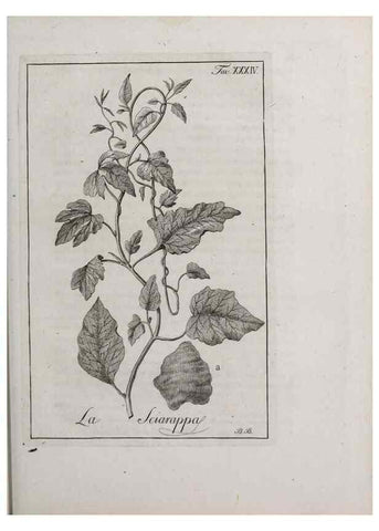 Reproducción/Reproduction 40317313193: Storia delle piante forastiere le più importanti nell'uso medico, od economico /. Milano :Nella stamperia di Giuseppe Marelli,1791-1794.. 