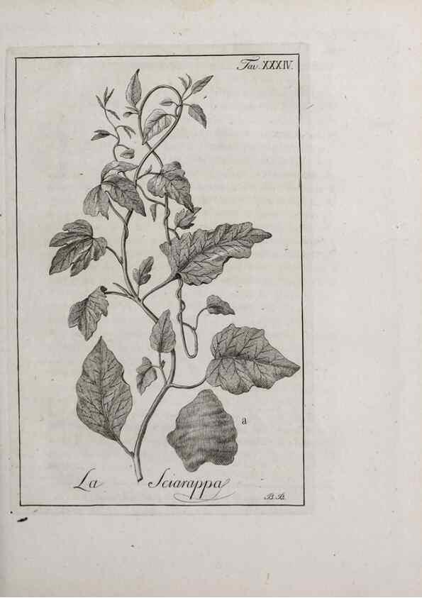 Reproducción/Reproduction 40317313193: Storia delle piante forastiere le più importanti nell'uso medico, od economico /. Milano :Nella stamperia di Giuseppe Marelli,1791-1794.. 