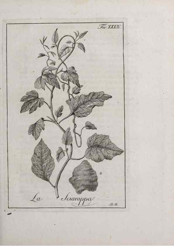 Reproducción/Reproduction 40317313193: Storia delle piante forastiere le più importanti nell'uso medico, od economico /. Milano :Nella stamperia di Giuseppe Marelli,1791-1794.. 