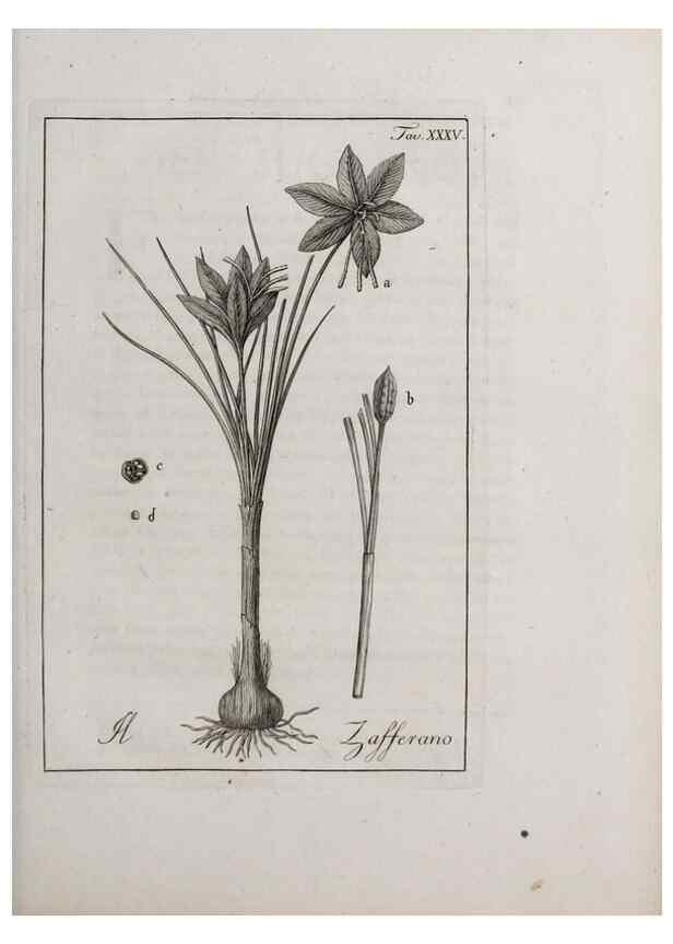 Reproducción/Reproduction 47281805151: Storia delle piante forastiere le più importanti nell'uso medico, od economico /. Milano :Nella stamperia di Giuseppe Marelli,1791-1794.. 