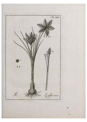 Reproducción/Reproduction 47281805151: Storia delle piante forastiere le più importanti nell'uso medico, od economico /. Milano :Nella stamperia di Giuseppe Marelli,1791-1794.. 
