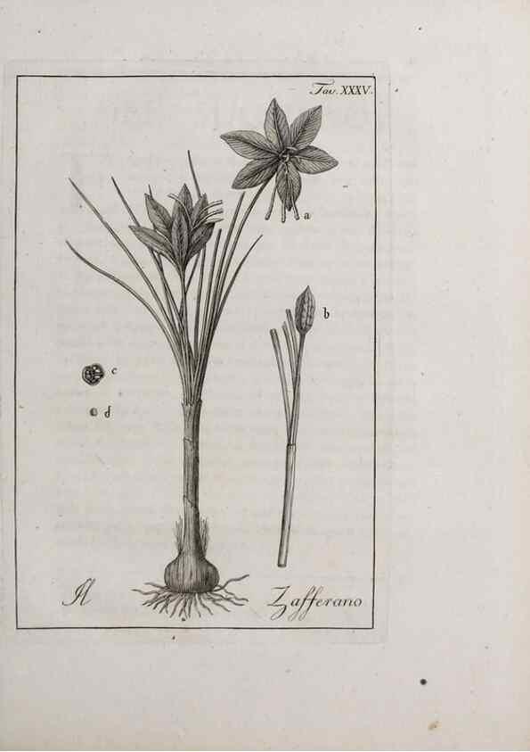 Reproducción/Reproduction 47281805151: Storia delle piante forastiere le più importanti nell'uso medico, od economico /. Milano :Nella stamperia di Giuseppe Marelli,1791-1794.. 