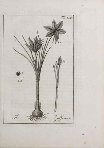 Reproducción/Reproduction 47281805151: Storia delle piante forastiere le più importanti nell'uso medico, od economico /. Milano :Nella stamperia di Giuseppe Marelli,1791-1794.. 