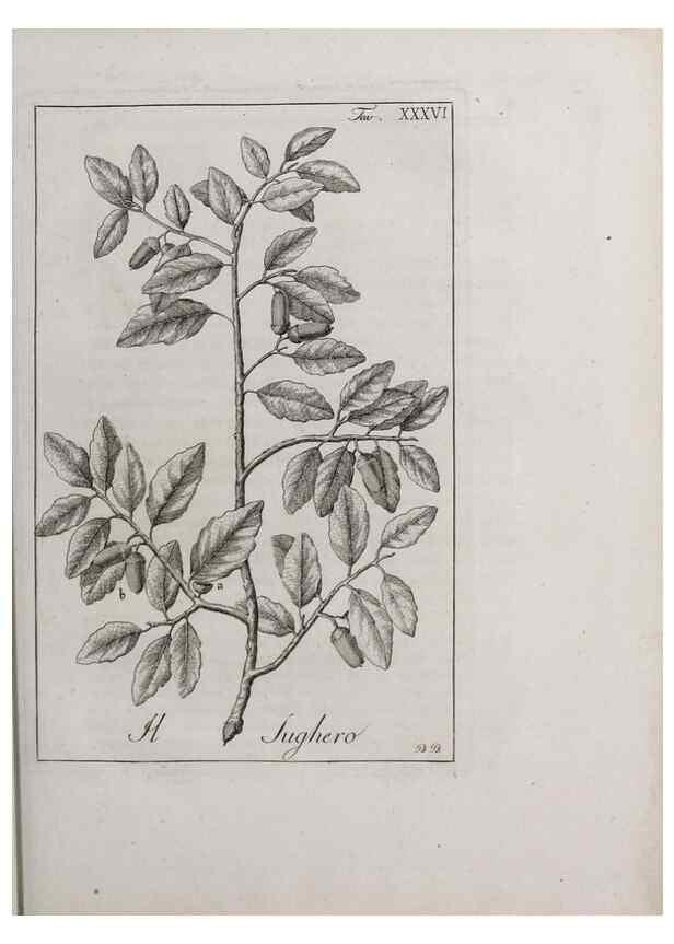 Reproducción/Reproduction 46367356175: Storia delle piante forastiere le più importanti nell'uso medico, od economico /. Milano :Nella stamperia di Giuseppe Marelli,1791-1794.. 
