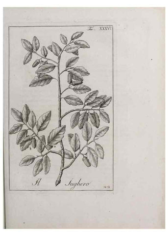 Reproducción/Reproduction 46367356175: Storia delle piante forastiere le più importanti nell'uso medico, od economico /. Milano :Nella stamperia di Giuseppe Marelli,1791-1794.. 