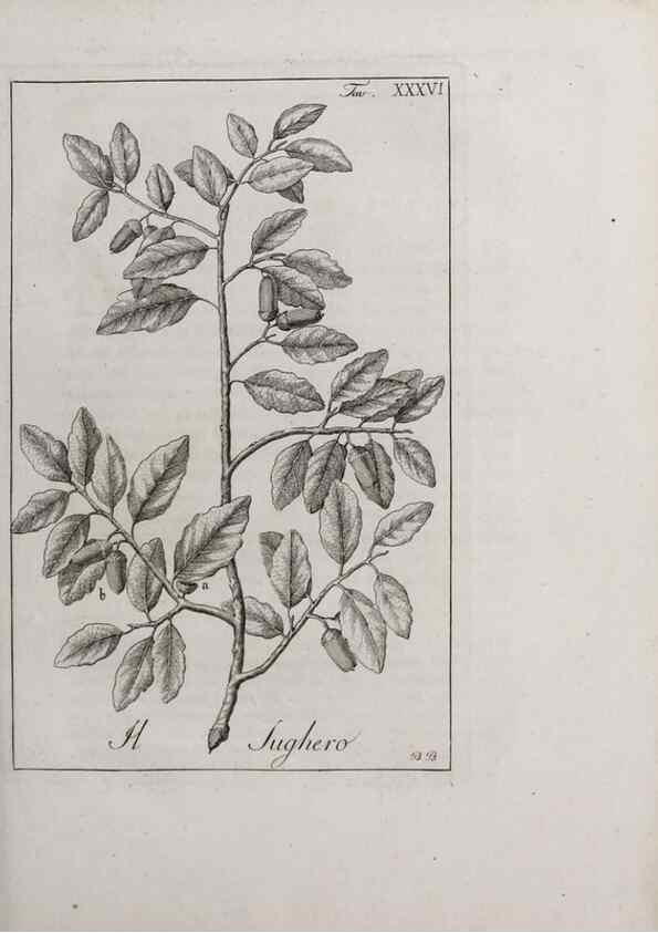 Reproducción/Reproduction 46367356175: Storia delle piante forastiere le più importanti nell'uso medico, od economico /. Milano :Nella stamperia di Giuseppe Marelli,1791-1794.. 
