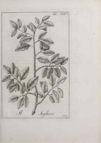 Reproducción/Reproduction 46367356175: Storia delle piante forastiere le più importanti nell'uso medico, od economico /. Milano :Nella stamperia di Giuseppe Marelli,1791-1794.. 