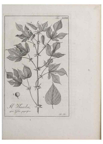 Reproducción/Reproduction 32340045577: Storia delle piante forastiere le più importanti nell'uso medico, od economico /. Milano :Nella stamperia di Giuseppe Marelli,1791-1794.. 