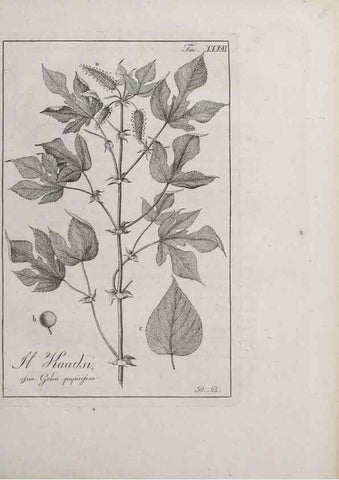 Reproducción/Reproduction 32340045577: Storia delle piante forastiere le più importanti nell'uso medico, od economico /. Milano :Nella stamperia di Giuseppe Marelli,1791-1794.. 