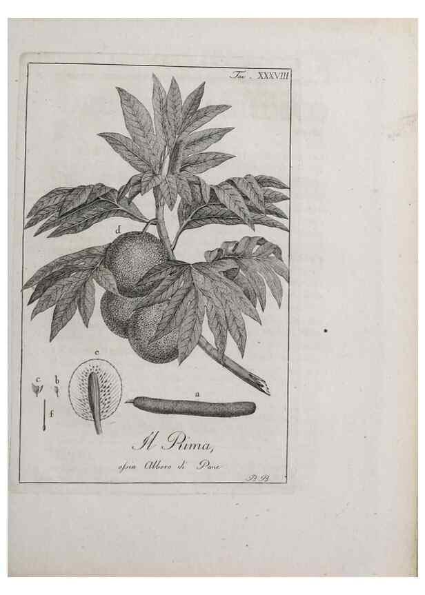 Reproducción/Reproduction 46367358155: Storia delle piante forastiere le più importanti nell'uso medico, od economico /. Milano :Nella stamperia di Giuseppe Marelli,1791-1794.. 