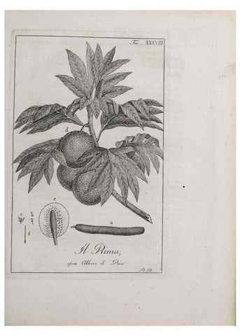 Reproducción/Reproduction 46367358155: Storia delle piante forastiere le più importanti nell'uso medico, od economico /. Milano :Nella stamperia di Giuseppe Marelli,1791-1794.. 