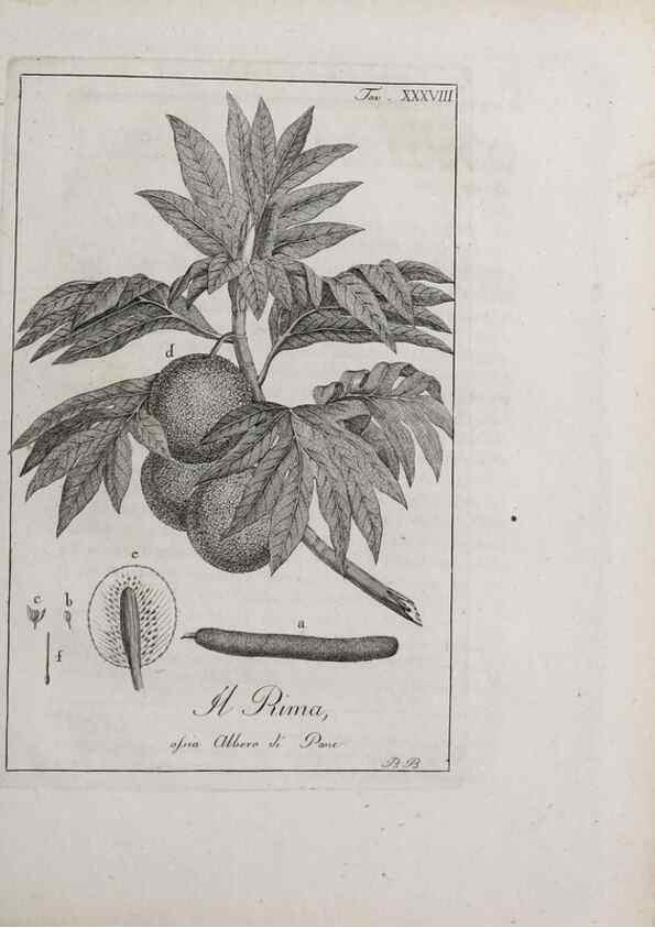 Reproducción/Reproduction 46367358155: Storia delle piante forastiere le più importanti nell'uso medico, od economico /. Milano :Nella stamperia di Giuseppe Marelli,1791-1794.. 