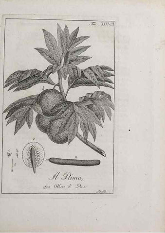 Reproducción/Reproduction 46367358155: Storia delle piante forastiere le più importanti nell'uso medico, od economico /. Milano :Nella stamperia di Giuseppe Marelli,1791-1794.. 