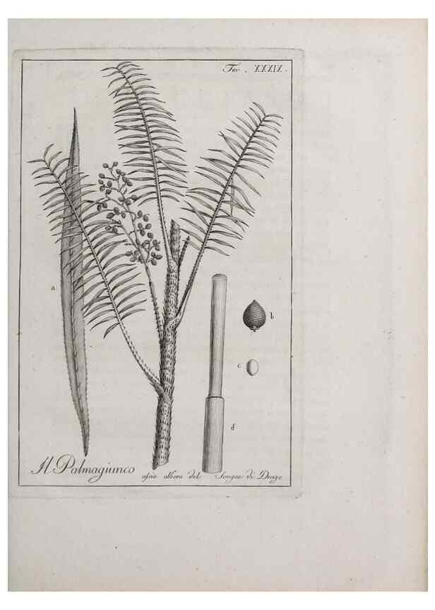 Reproducción/Reproduction 32340047387: Storia delle piante forastiere le più importanti nell'uso medico, od economico /. Milano :Nella stamperia di Giuseppe Marelli,1791-1794.. 