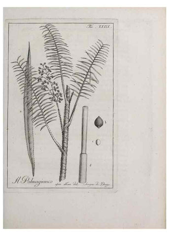 Reproducción/Reproduction 32340047387: Storia delle piante forastiere le più importanti nell'uso medico, od economico /. Milano :Nella stamperia di Giuseppe Marelli,1791-1794.. 