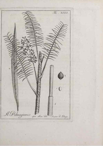 Reproducción/Reproduction 32340047387: Storia delle piante forastiere le più importanti nell'uso medico, od economico /. Milano :Nella stamperia di Giuseppe Marelli,1791-1794.. 