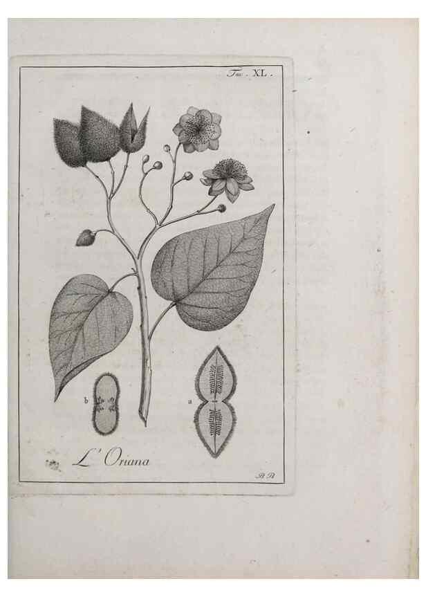 Reproducción/Reproduction 47281808841: Storia delle piante forastiere le più importanti nell'uso medico, od economico /. Milano :Nella stamperia di Giuseppe Marelli,1791-1794.. 