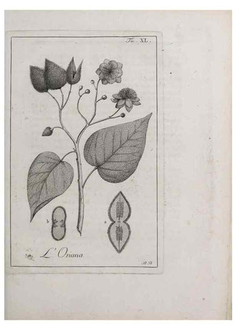 Reproducción/Reproduction 47281808841: Storia delle piante forastiere le più importanti nell'uso medico, od economico /. Milano :Nella stamperia di Giuseppe Marelli,1791-1794.. 