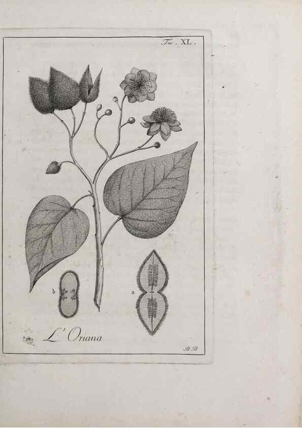 Reproducción/Reproduction 47281808841: Storia delle piante forastiere le più importanti nell'uso medico, od economico /. Milano :Nella stamperia di Giuseppe Marelli,1791-1794.. 