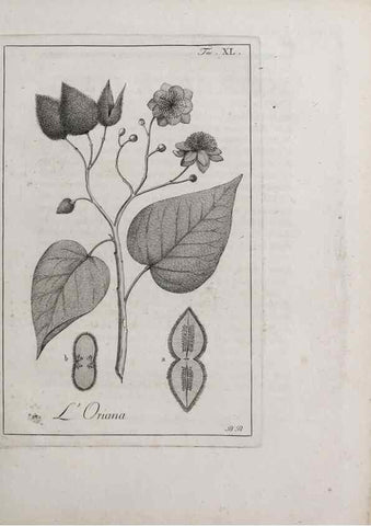 Reproducción/Reproduction 47281808841: Storia delle piante forastiere le più importanti nell'uso medico, od economico /. Milano :Nella stamperia di Giuseppe Marelli,1791-1794.. 