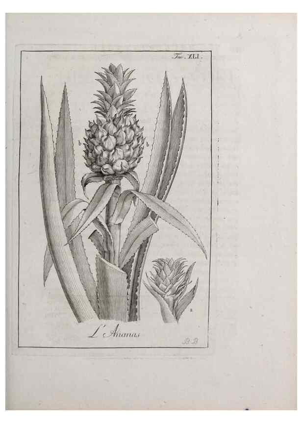 Reproducción/Reproduction 46367360725: Storia delle piante forastiere le più importanti nell'uso medico, od economico /. Milano :Nella stamperia di Giuseppe Marelli,1791-1794.. 