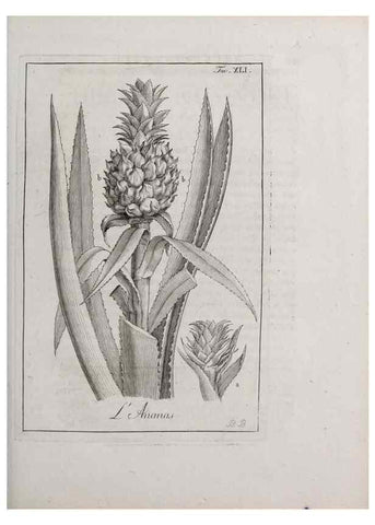 Reproducción/Reproduction 46367360725: Storia delle piante forastiere le più importanti nell'uso medico, od economico /. Milano :Nella stamperia di Giuseppe Marelli,1791-1794.. 
