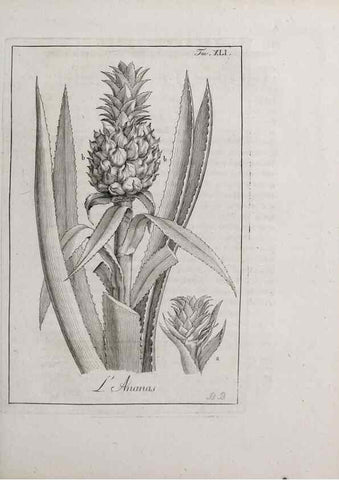 Reproducción/Reproduction 46367360725: Storia delle piante forastiere le più importanti nell'uso medico, od economico /. Milano :Nella stamperia di Giuseppe Marelli,1791-1794.. 
