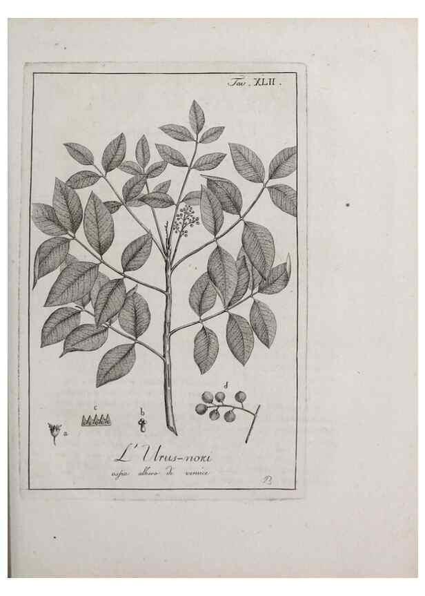 Reproducción/Reproduction 46367362445: Storia delle piante forastiere le più importanti nell'uso medico, od economico /. Milano :Nella stamperia di Giuseppe Marelli,1791-1794.. 