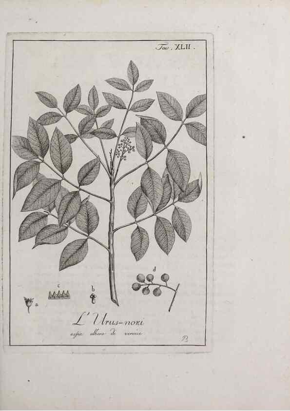 Reproducción/Reproduction 46367362445: Storia delle piante forastiere le più importanti nell'uso medico, od economico /. Milano :Nella stamperia di Giuseppe Marelli,1791-1794.. 