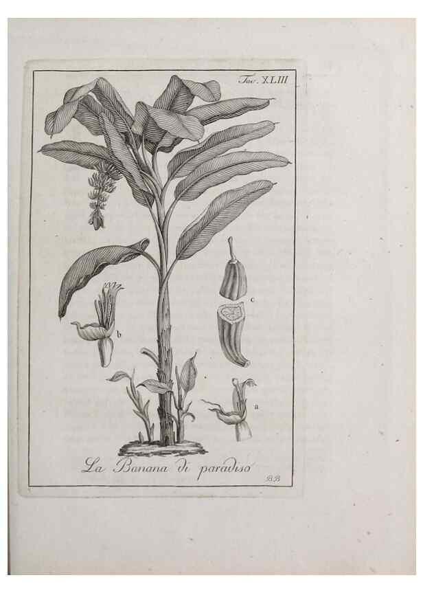 Reproducción/Reproduction 32340051327: Storia delle piante forastiere le più importanti nell'uso medico, od economico /. Milano :Nella stamperia di Giuseppe Marelli,1791-1794.. 