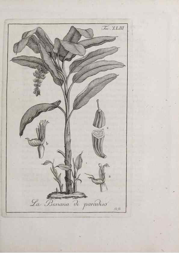Reproducción/Reproduction 32340051327: Storia delle piante forastiere le più importanti nell'uso medico, od economico /. Milano :Nella stamperia di Giuseppe Marelli,1791-1794.. 