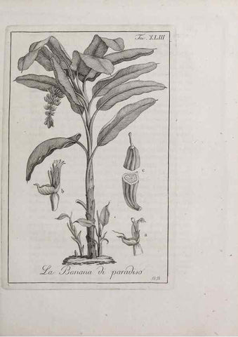 Reproducción/Reproduction 32340051327: Storia delle piante forastiere le più importanti nell'uso medico, od economico /. Milano :Nella stamperia di Giuseppe Marelli,1791-1794.. 