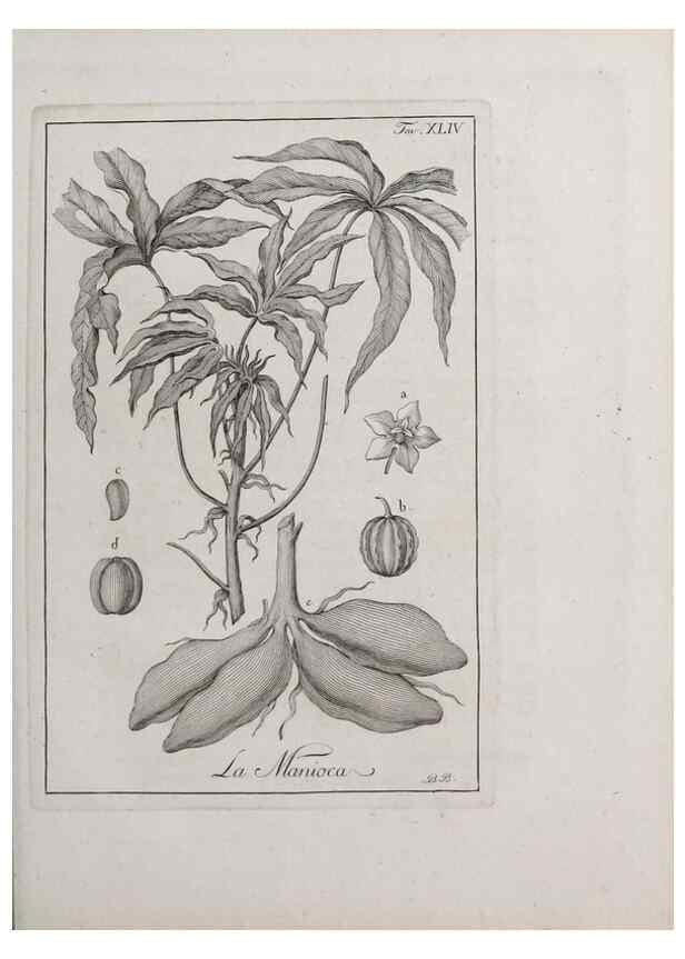 Reproducción/Reproduction 46367363585: Storia delle piante forastiere le più importanti nell'uso medico, od economico /. Milano :Nella stamperia di Giuseppe Marelli,1791-1794.. 