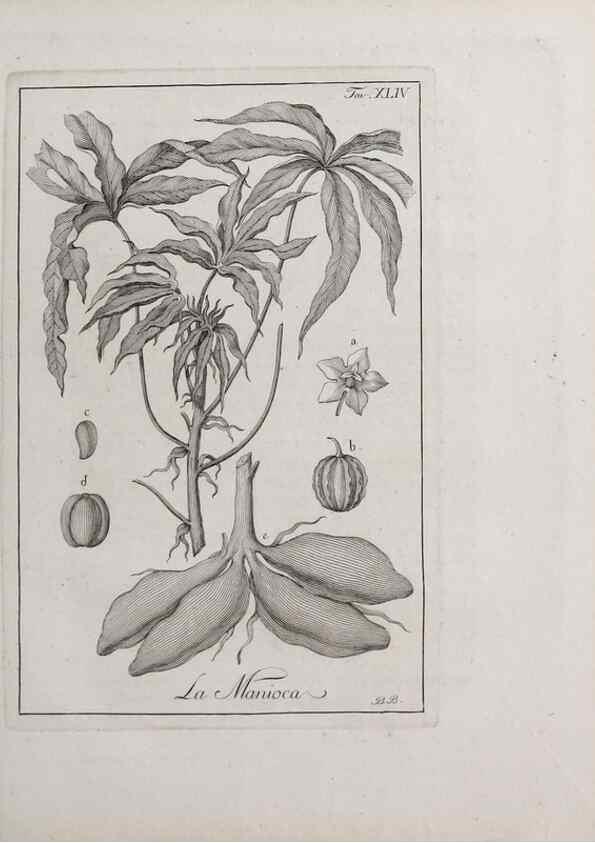 Reproducción/Reproduction 46367363585: Storia delle piante forastiere le più importanti nell'uso medico, od economico /. Milano :Nella stamperia di Giuseppe Marelli,1791-1794.. 