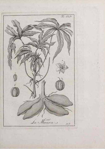 Reproducción/Reproduction 46367363585: Storia delle piante forastiere le più importanti nell'uso medico, od economico /. Milano :Nella stamperia di Giuseppe Marelli,1791-1794.. 