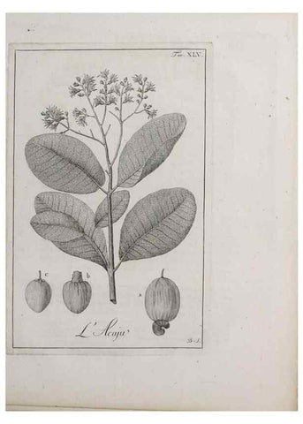 Reproducción/Reproduction 33406221288: Storia delle piante forastiere le più importanti nell'uso medico, od economico /. Milano :Nella stamperia di Giuseppe Marelli,1791-1794.. 