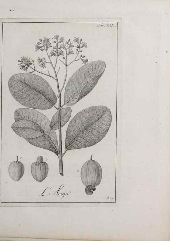 Reproducción/Reproduction 33406221288: Storia delle piante forastiere le più importanti nell'uso medico, od economico /. Milano :Nella stamperia di Giuseppe Marelli,1791-1794.. 