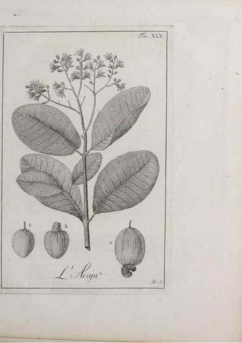 Reproducción/Reproduction 33406221288: Storia delle piante forastiere le più importanti nell'uso medico, od economico /. Milano :Nella stamperia di Giuseppe Marelli,1791-1794.. 