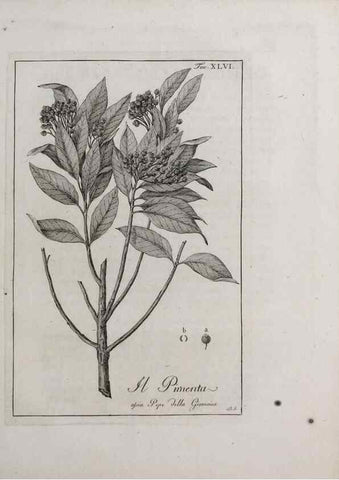 Reproducción/Reproduction 46558755154: Storia delle piante forastiere le più importanti nell'uso medico, od economico /. Milano :Nella stamperia di Giuseppe Marelli,1791-1794.. 
