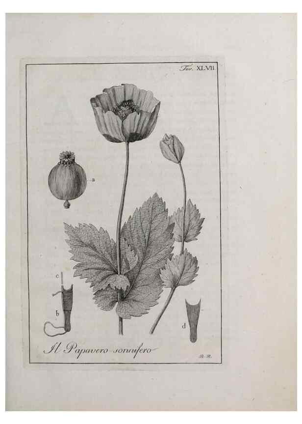Reproducción/Reproduction 33406222868: Storia delle piante forastiere le più importanti nell'uso medico, od economico /. Milano :Nella stamperia di Giuseppe Marelli,1791-1794.. 