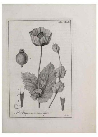 Reproducción/Reproduction 33406222868: Storia delle piante forastiere le più importanti nell'uso medico, od economico /. Milano :Nella stamperia di Giuseppe Marelli,1791-1794.. 