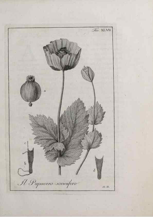 Reproducción/Reproduction 33406222868: Storia delle piante forastiere le più importanti nell'uso medico, od economico /. Milano :Nella stamperia di Giuseppe Marelli,1791-1794.. 