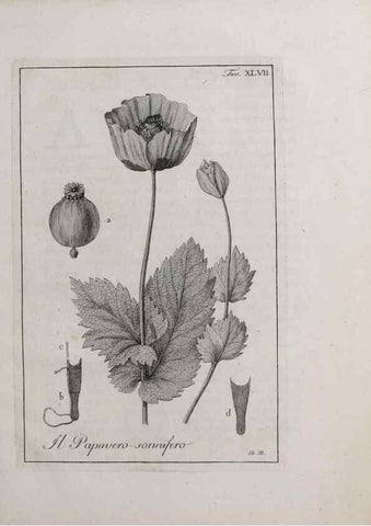 Reproducción/Reproduction 33406222868: Storia delle piante forastiere le più importanti nell'uso medico, od economico /. Milano :Nella stamperia di Giuseppe Marelli,1791-1794.. 