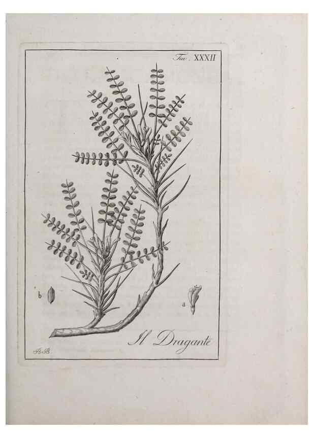 Reproducción/Reproduction 47281803171: Storia delle piante forastiere le più importanti nell'uso medico, od economico /. Milano :Nella stamperia di Giuseppe Marelli,1791-1794.. 