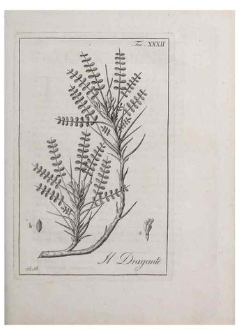 Reproducción/Reproduction 47281803171: Storia delle piante forastiere le più importanti nell'uso medico, od economico /. Milano :Nella stamperia di Giuseppe Marelli,1791-1794.. 
